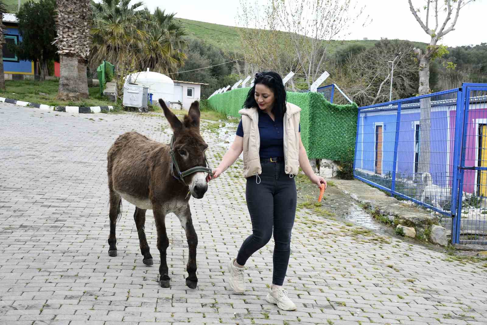 Kuşadası’ndan saplandığı çamurdan kurtarılan eşek koruma altına alındı
