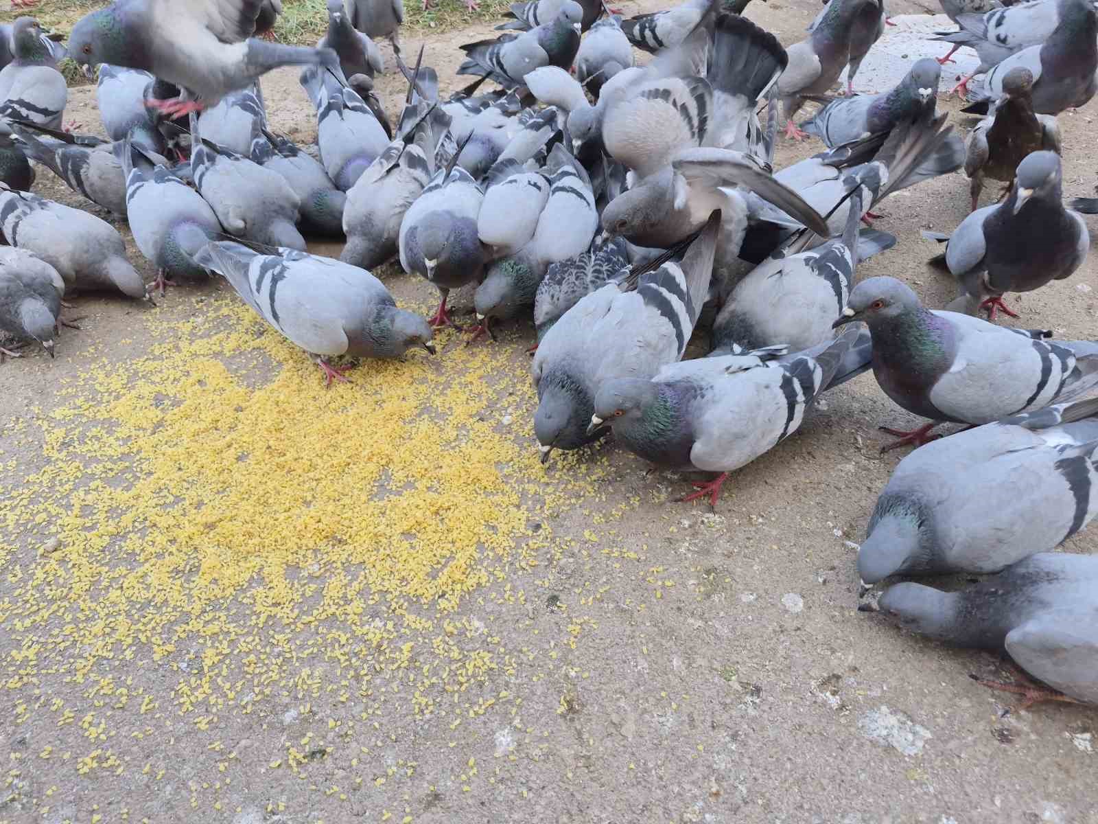 Kuşlara yem dağıtan yaşlı kadın onlarca güvercinin arasında kaldı
