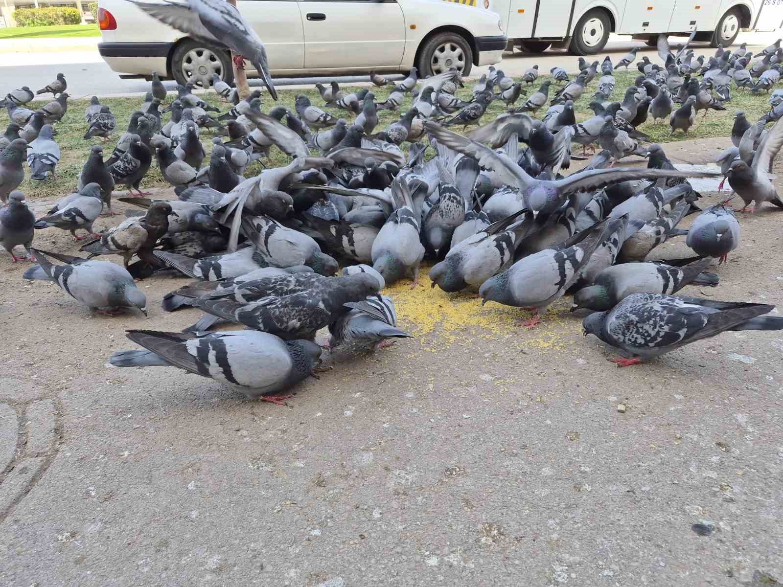 Kuşlara yem dağıtan yaşlı kadın onlarca güvercinin arasında kaldı
