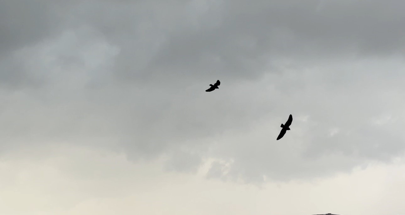 Kuşların rüzgarla dansı: Havada zor kalabildiler
