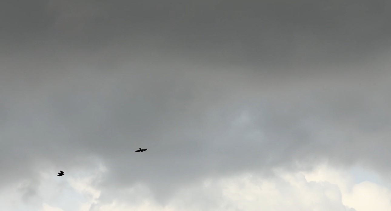 Kuşların rüzgarla dansı: Havada zor kalabildiler
