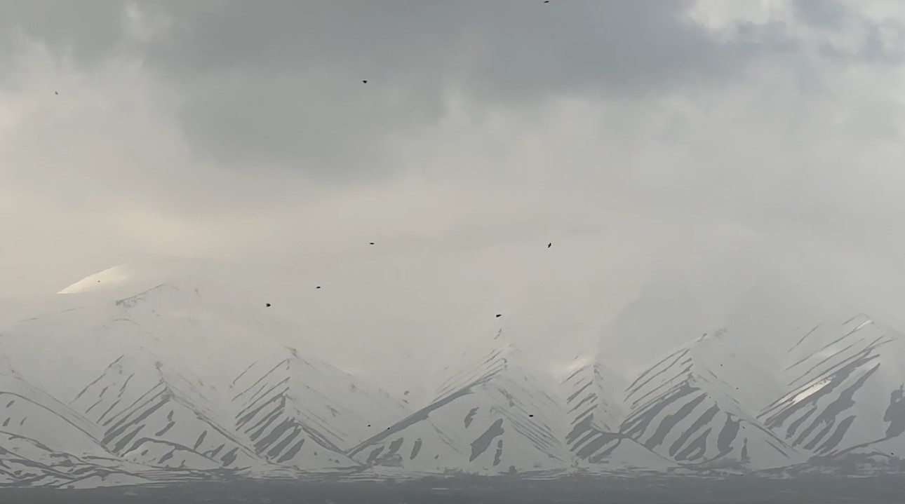 Kuşların rüzgarla dansı: Havada zor kalabildiler
