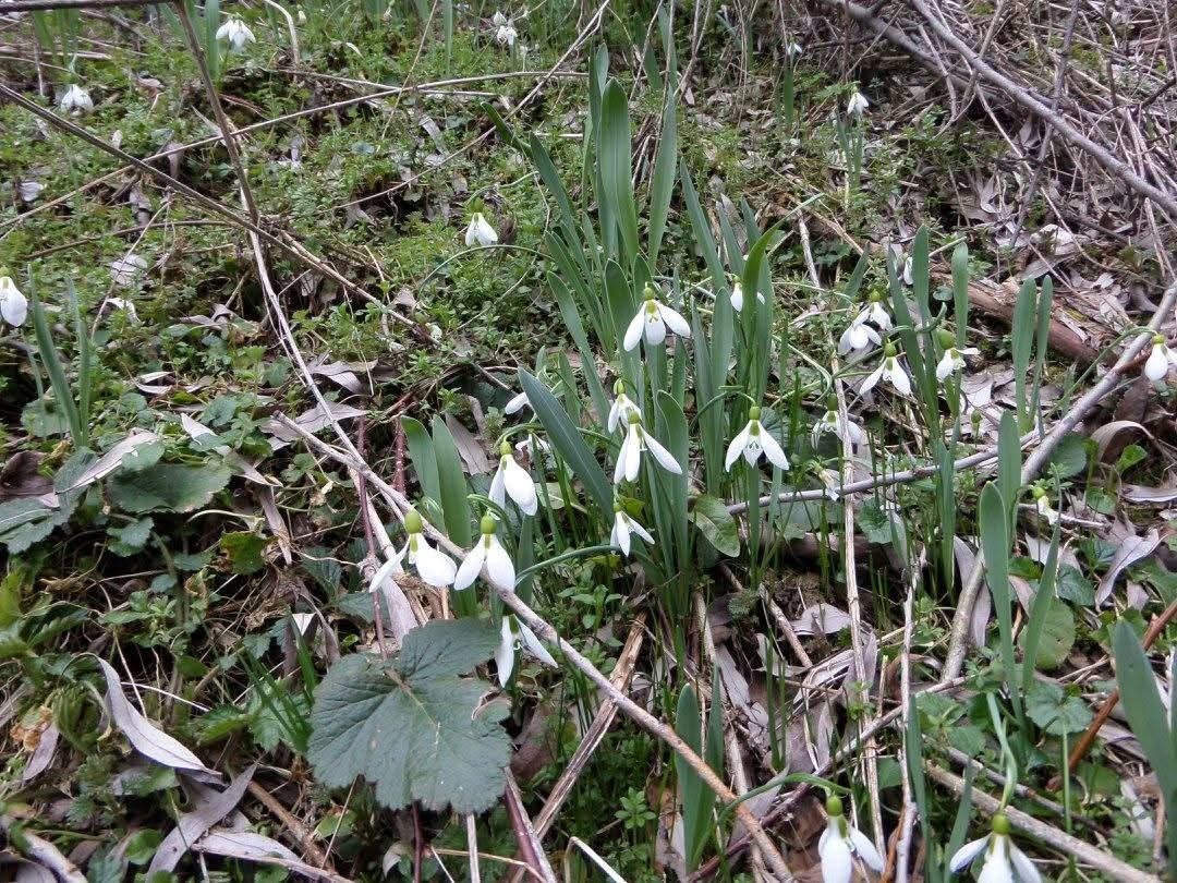 Kütahya Murat Dağı’nda kardelen koparmanın cezası 699 bin 245 TL
