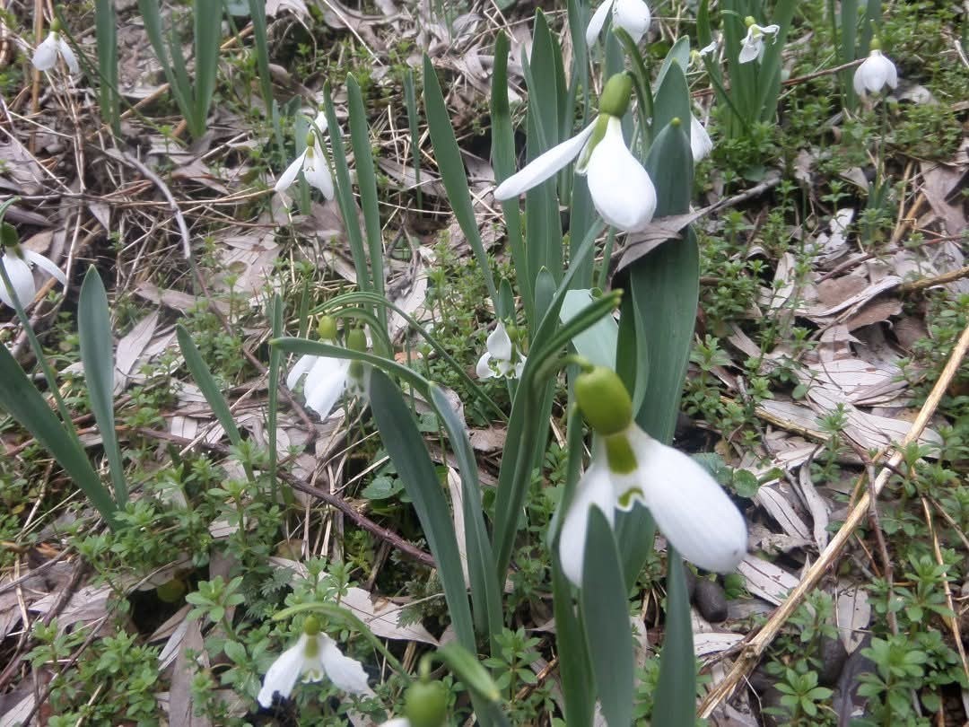 Kütahya Murat Dağı’nda kardelen koparmanın cezası 699 bin 245 TL
