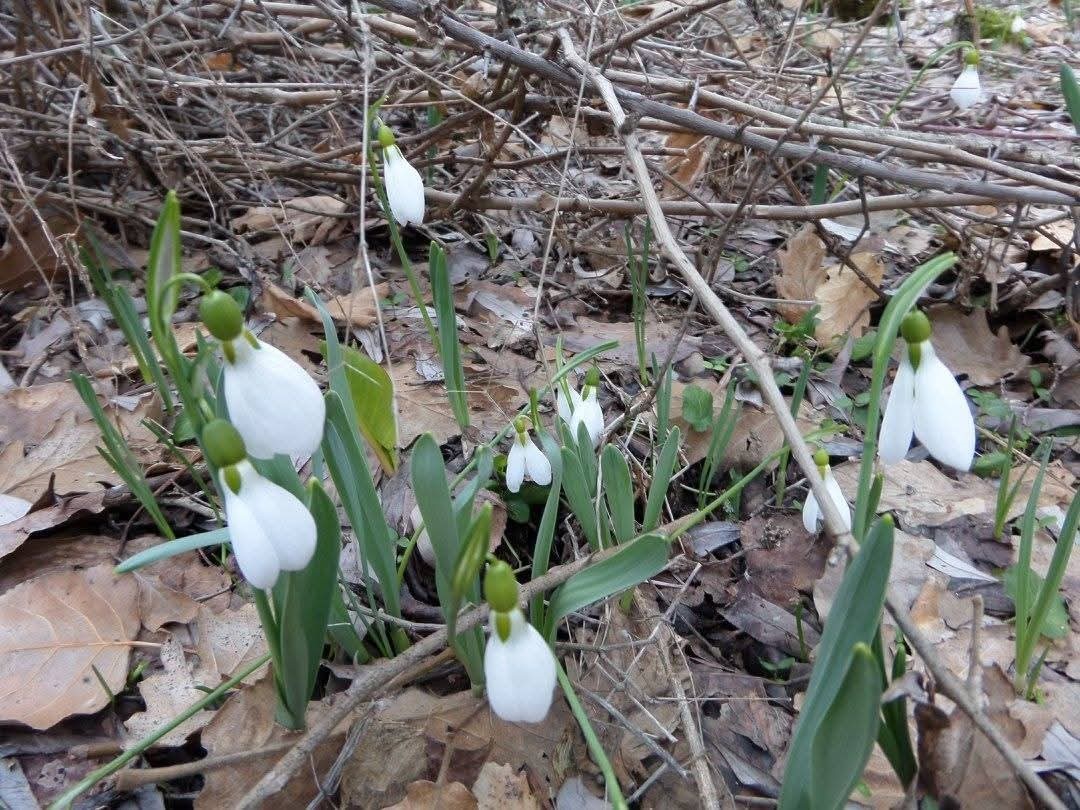 Kütahya Murat Dağı’nda kardelen koparmanın cezası 699 bin 245 TL
