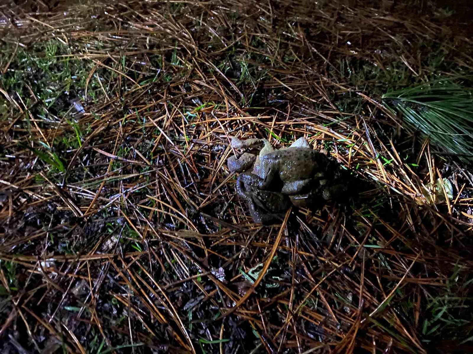 Kütahya’da 5 bin yıllık göç yeniden başladı
