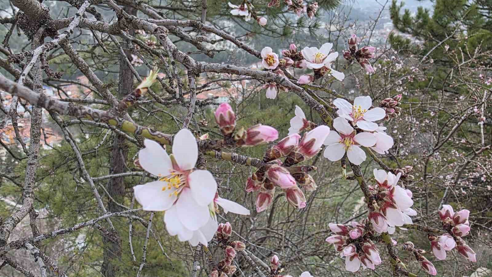 Kütahya’da badem ağaçları çiçek açtı
