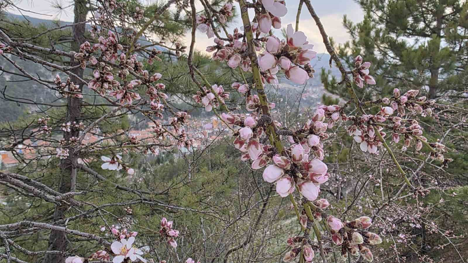 Kütahya’da badem ağaçları çiçek açtı
