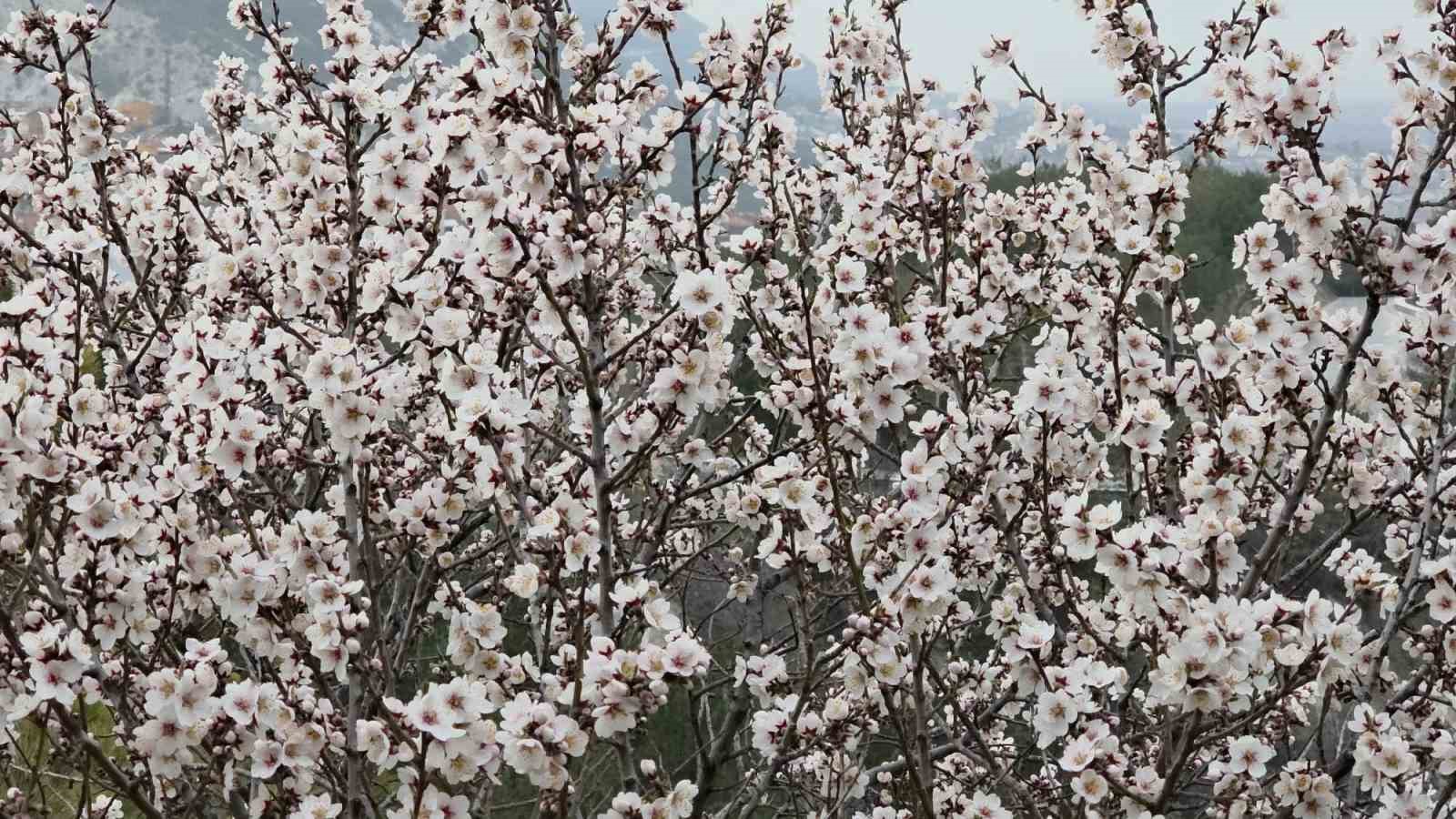 Kütahya’da badem ağaçları çiçek açtı
