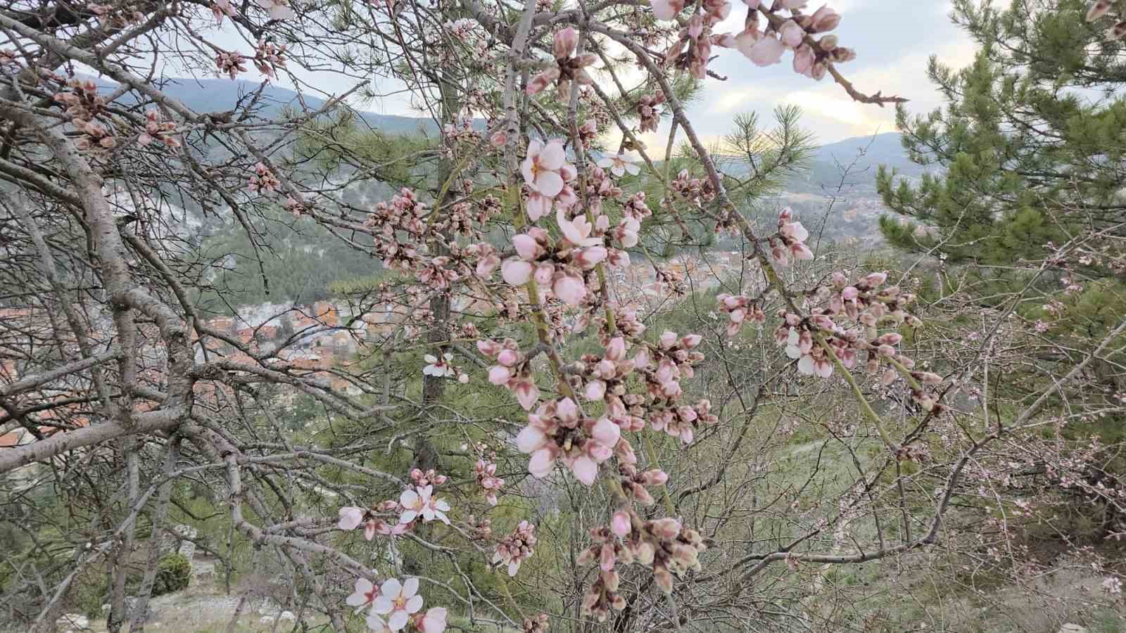Kütahya’da badem ağaçları çiçek açtı
