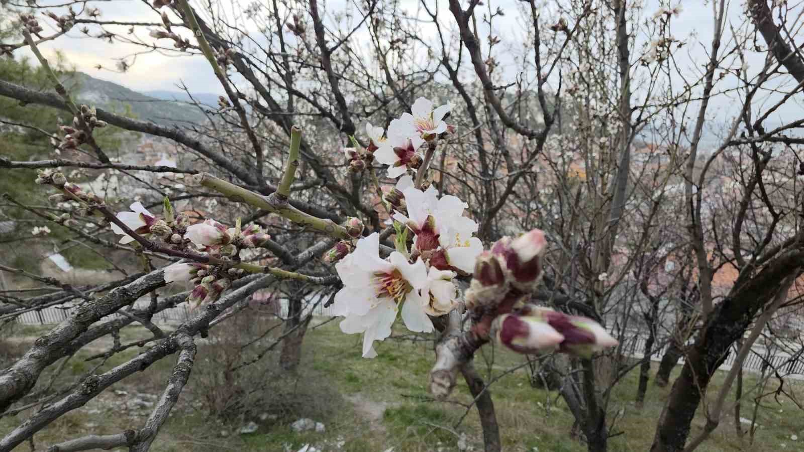 Kütahya’da badem ağaçları çiçek açtı
