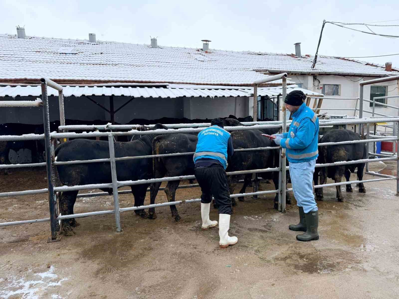 Kütahya’da ithal besilik erkek sığırlar için millileştirme çalışmaları sürüyor
