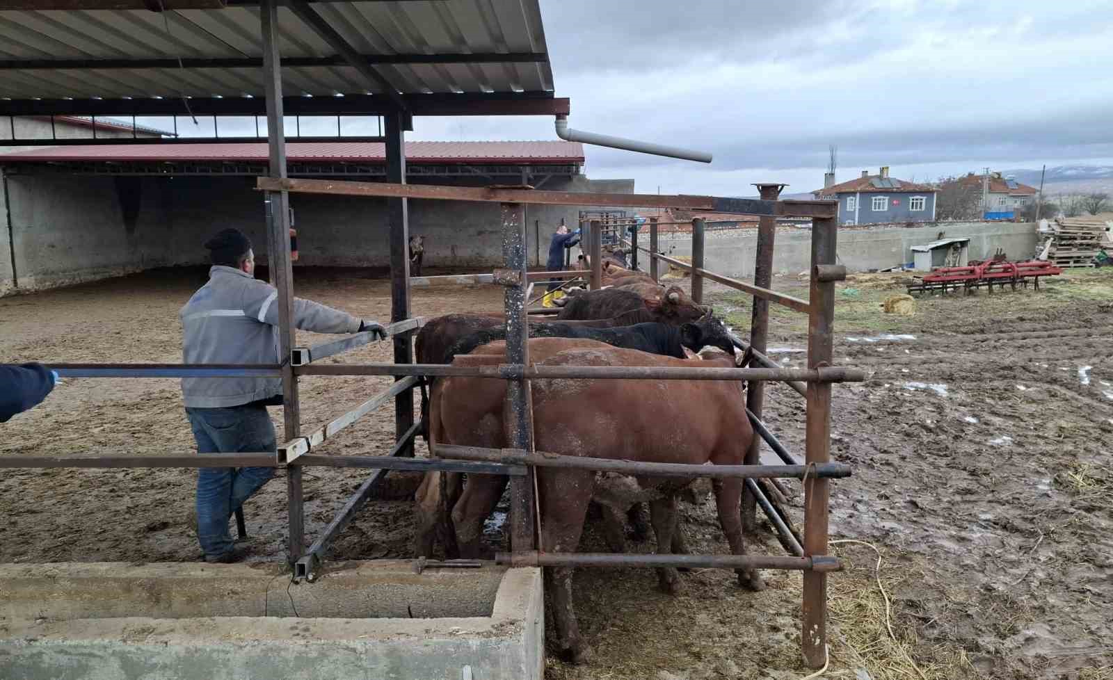 Kütahya’da ithal besilik sığırların aşılama ve sağlık kontrolleri yapıldı
