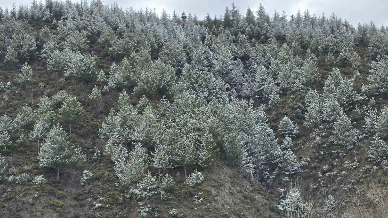 Kütahya’da nisan karı üreticileri endişelendirdi
