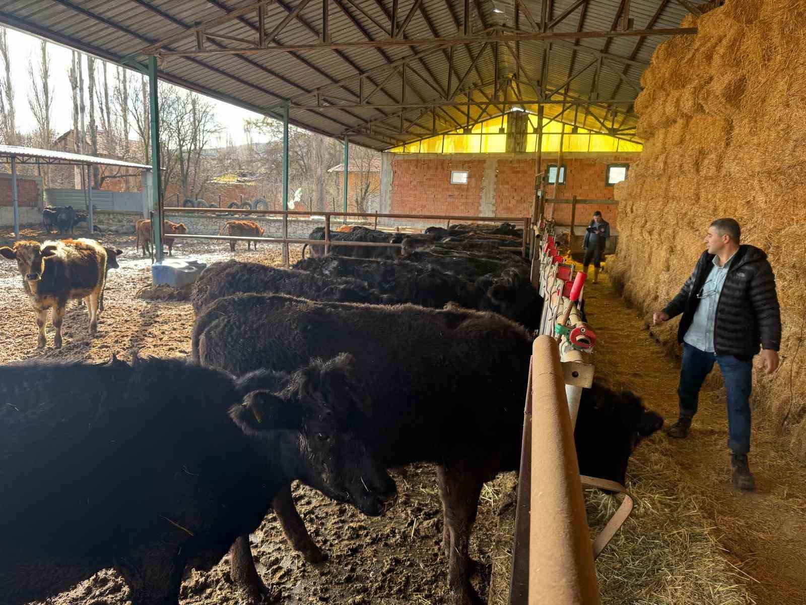 Kütahya’da teslim edilen büyükbaş hayvanların kontrol ve muayeneleri yapıldı
