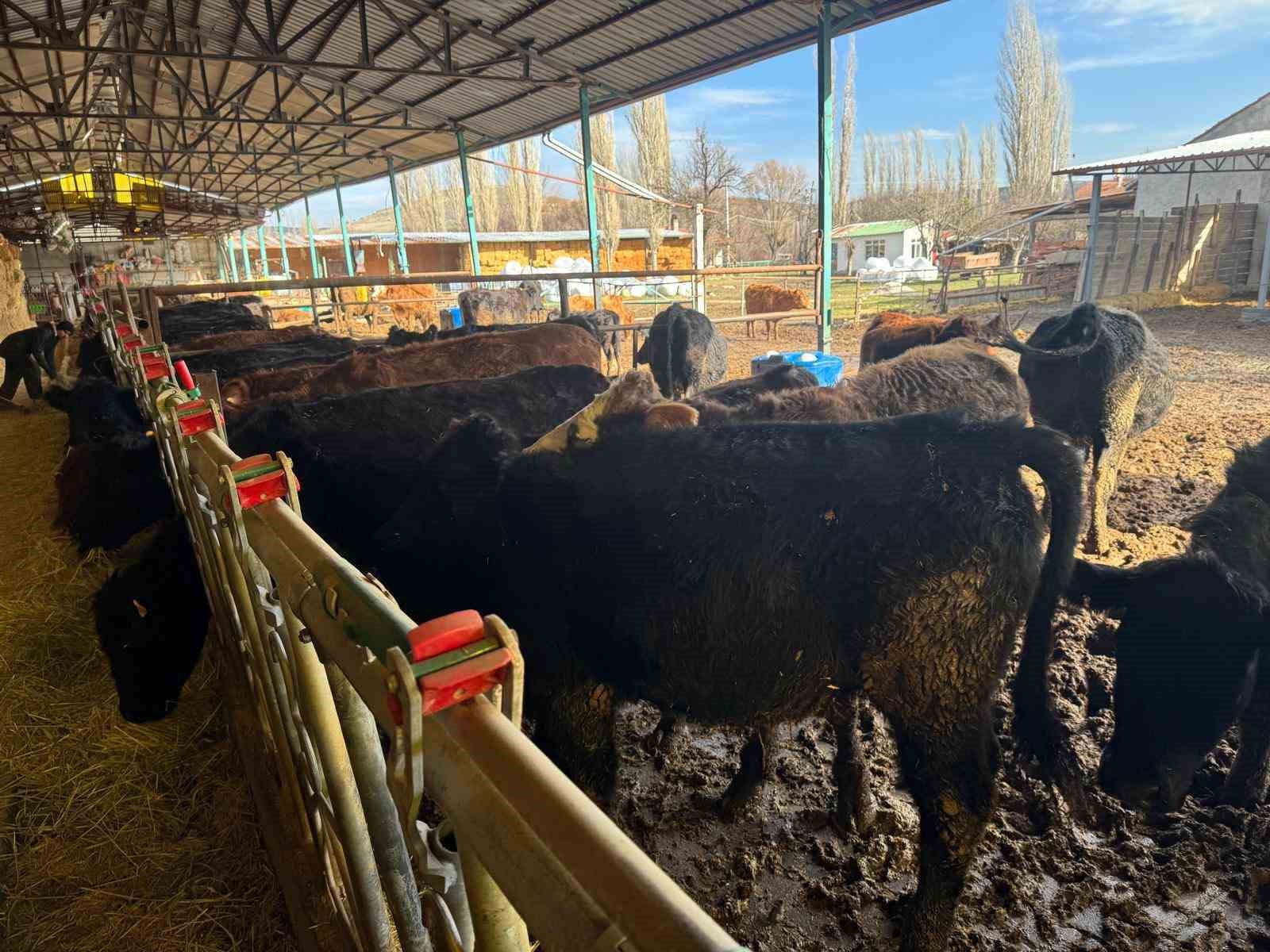 Kütahya’da teslim edilen büyükbaş hayvanların kontrol ve muayeneleri yapıldı
