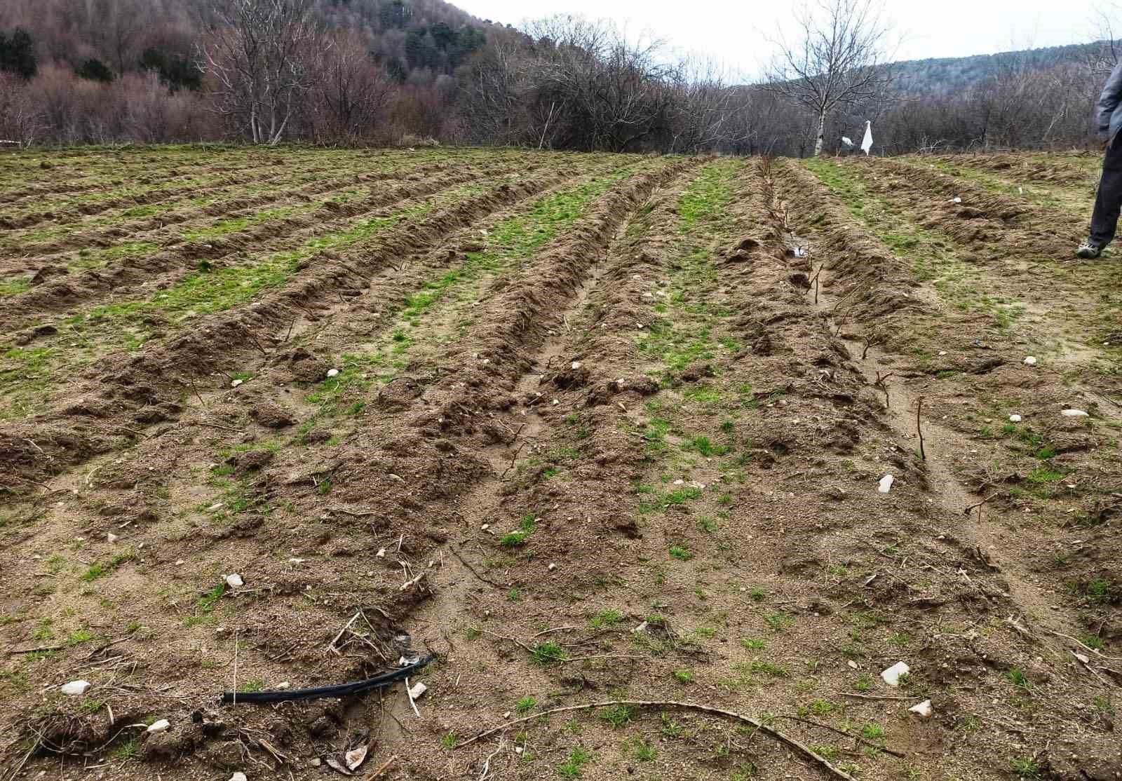 Kütahya’da yüzde 75 hibeli ahududu bahçelerinde kontroller gerçekleştirildi
