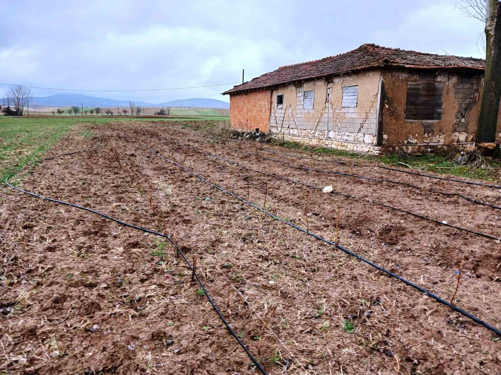 Kütahya’da yüzde 75 hibeli ahududu bahçelerinde kontroller gerçekleştirildi
