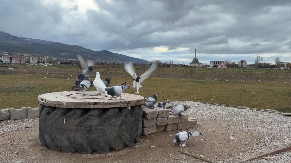 Kütahya’nın güvercin sevdalıları
