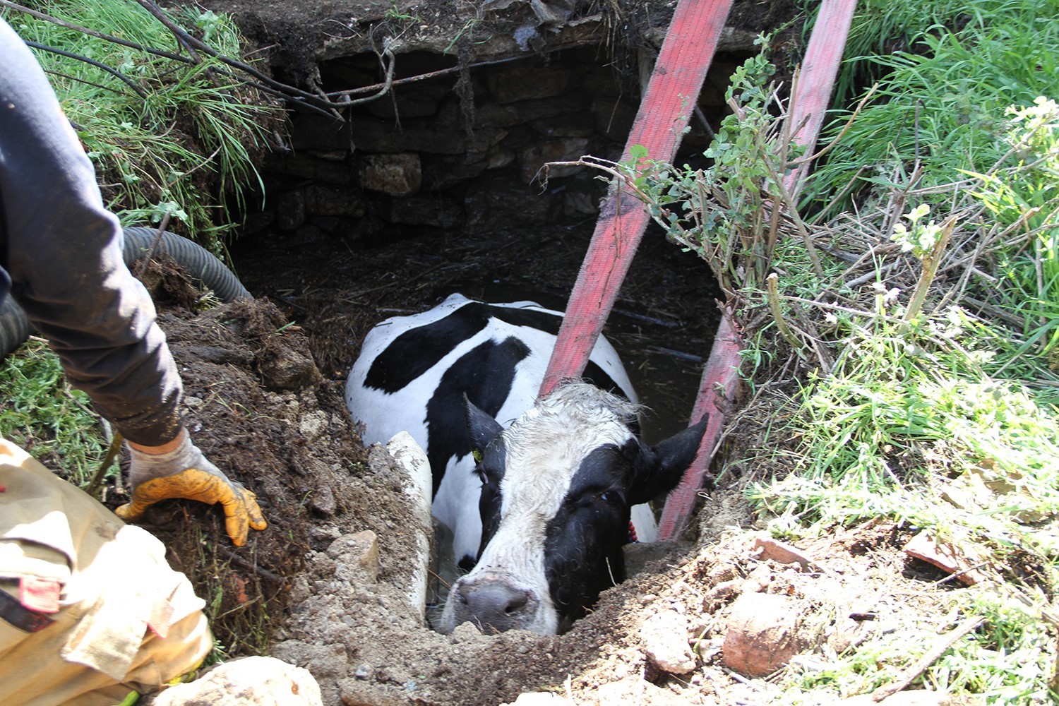 Kuyuya düşen 7 aylık gebe inek kurtarıldı
