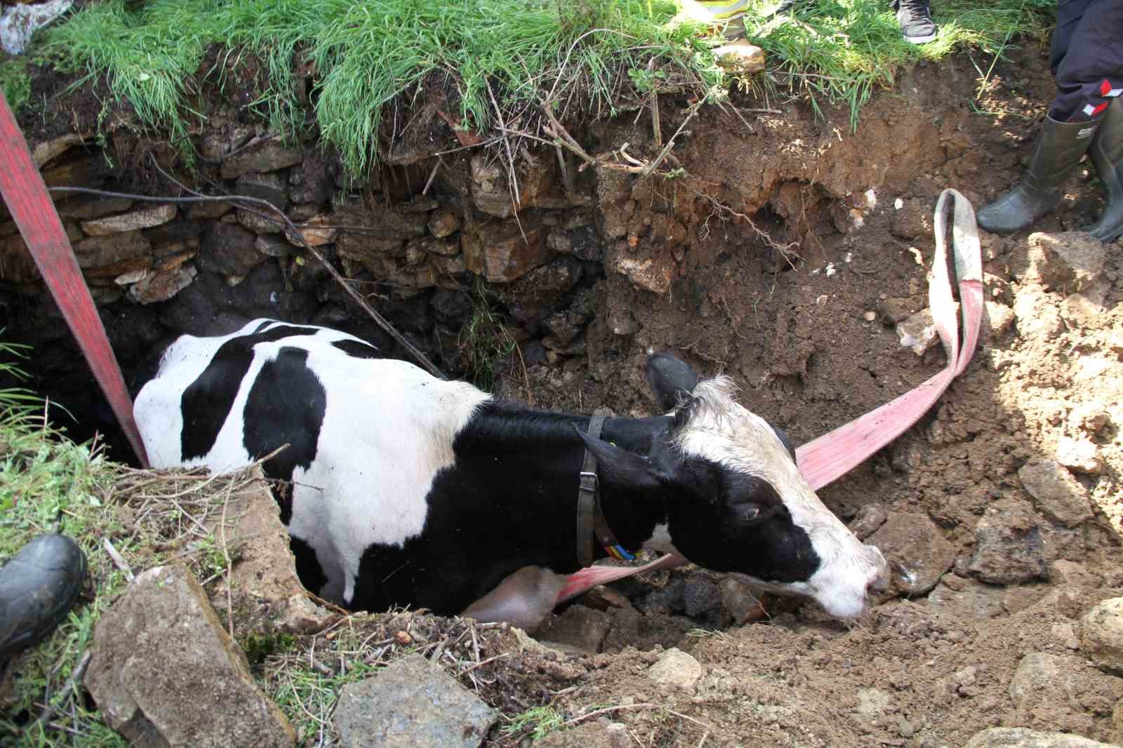 Kuyuya düşen 7 aylık gebe inek kurtarıldı
