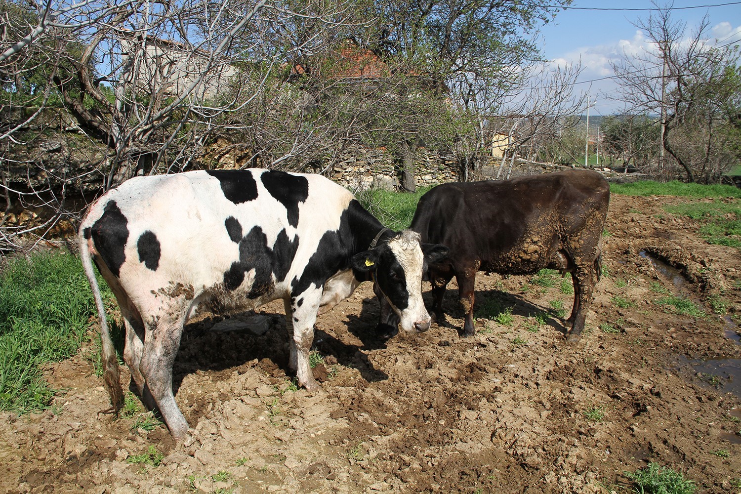 Kuyuya düşen 7 aylık gebe inek kurtarıldı

