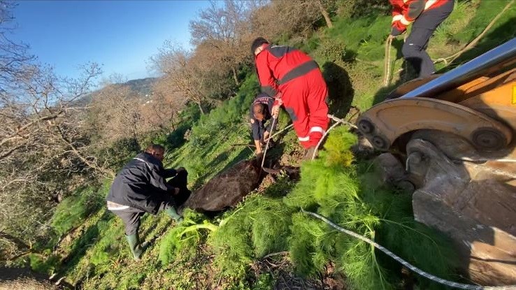Kuyuya düşen buzağı kurtarıldı
