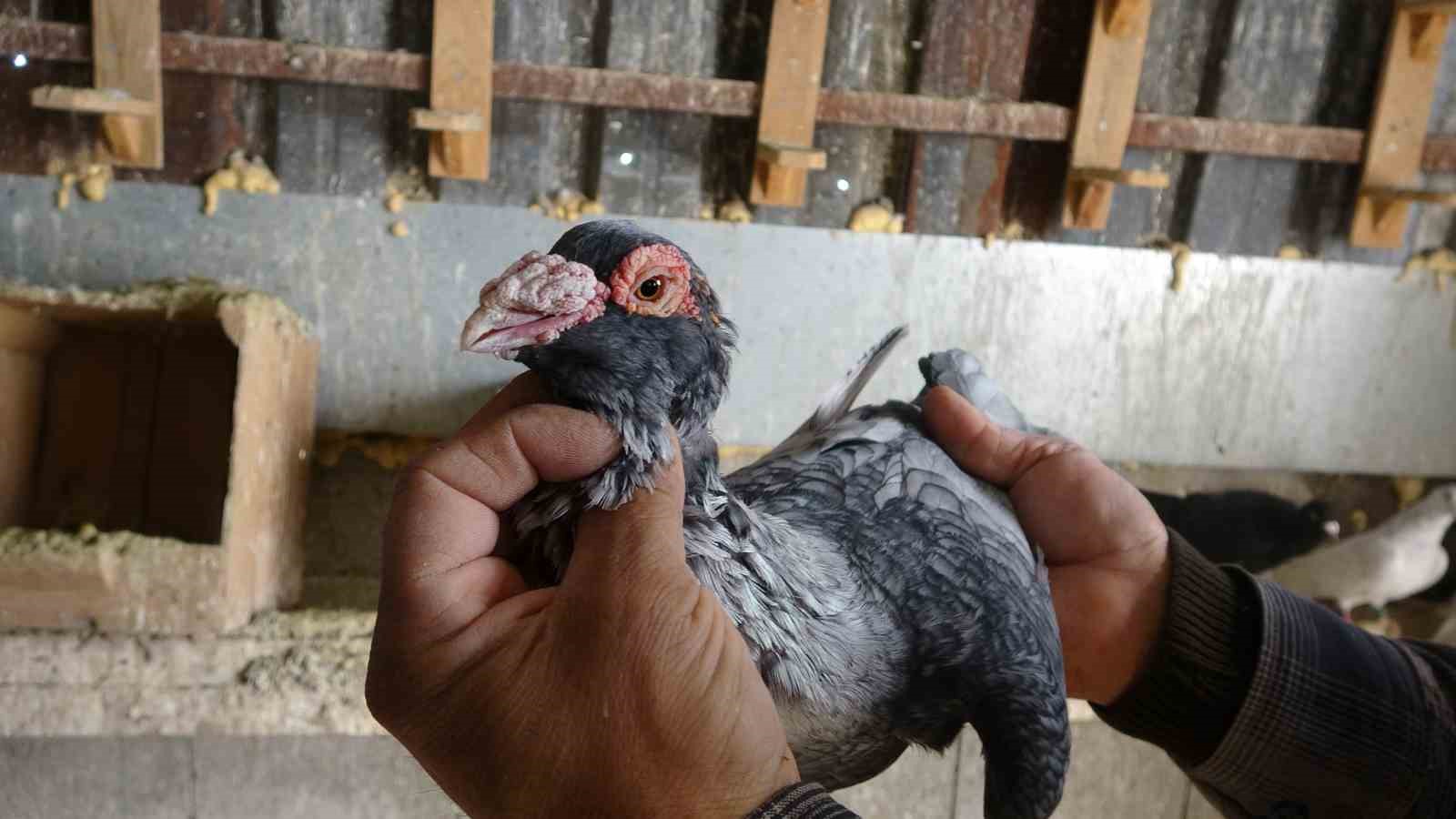 Kuzeninin 7 yaşındayken kendine verdiği güvercinle başlayan hevesini 45 yıldır yaşatıyor
