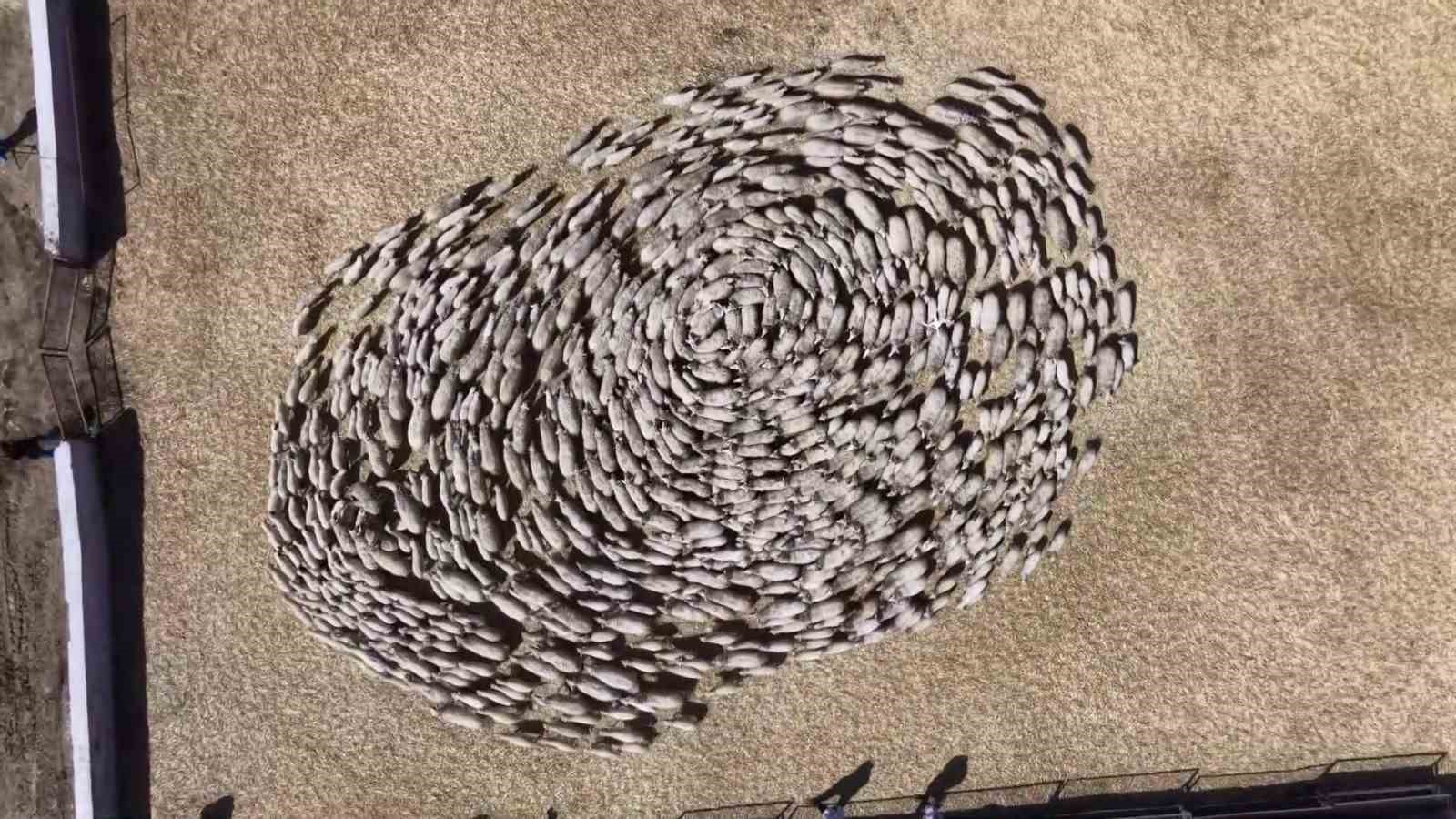 Kuzular anneleriyle buluştu, sevgi yumağı dron kamerasında
