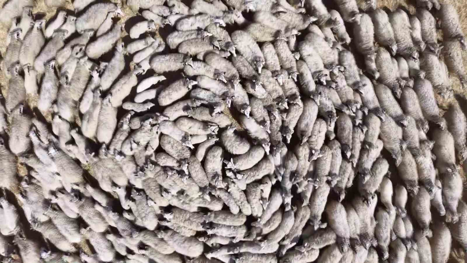 Kuzular anneleriyle buluştu, sevgi yumağı dron kamerasında
