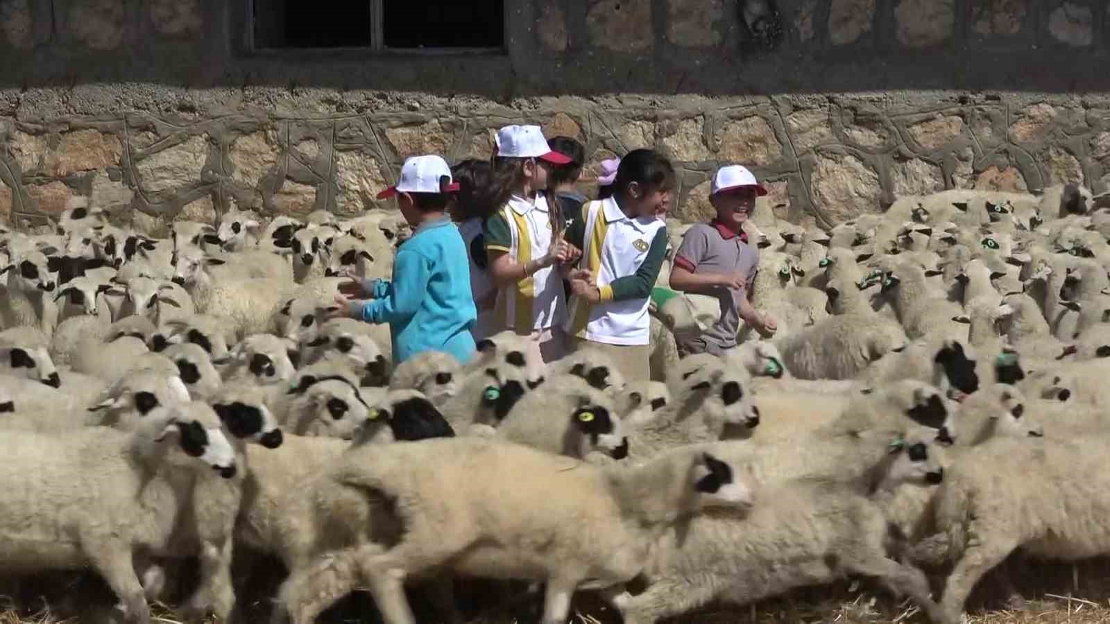 Kuzular anneleriyle buluştu, sevgi yumağı dron kamerasında
