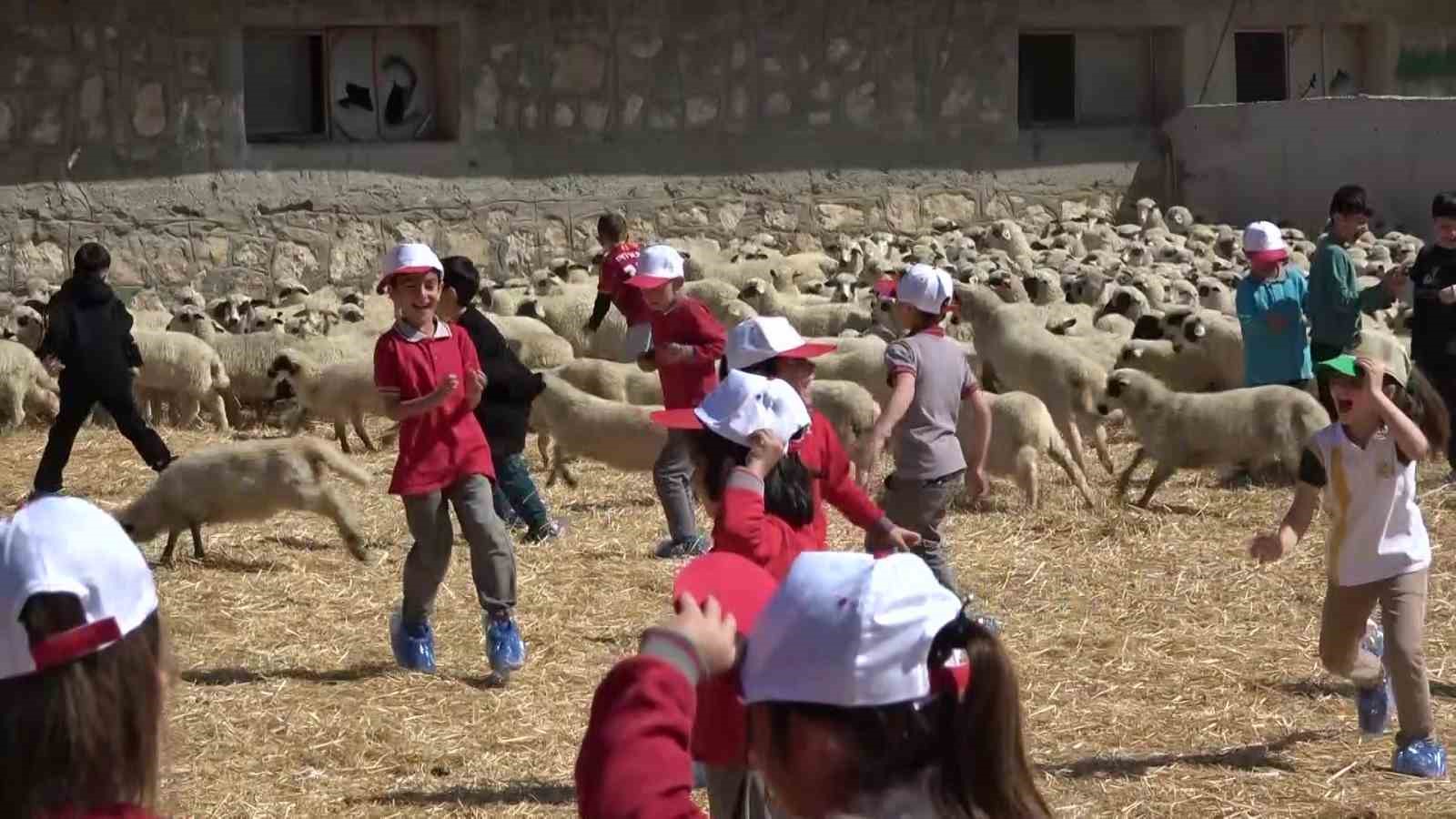 Kuzular anneleriyle buluştu, sevgi yumağı dron kamerasında
