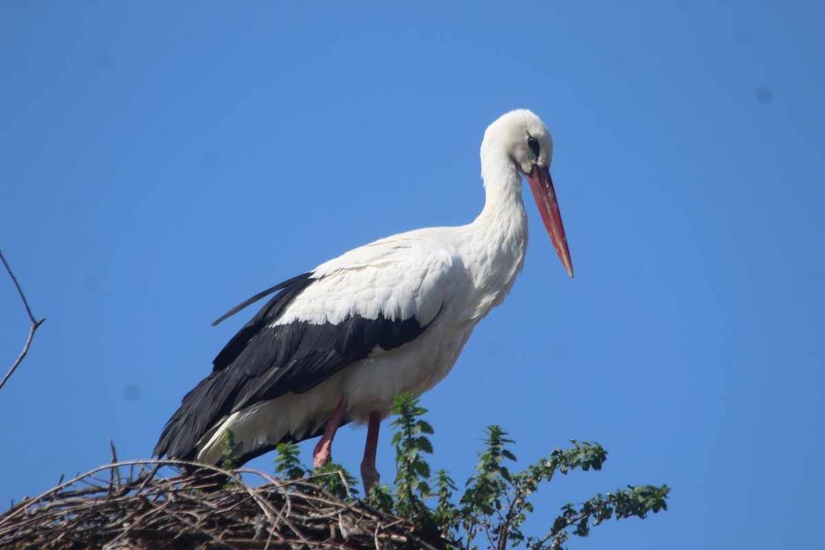 Leyleği ilk görene 1 çuval un kampanyası tamamlandı

