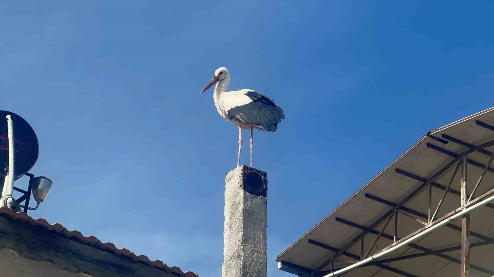 Leylek köyünde büyük sevinç: Eşi geldi, herkes Yaren’i bekliyor
Leylek köyünde büyük sevinç: Eşi geldi, herkes Yaren’i bekliyor