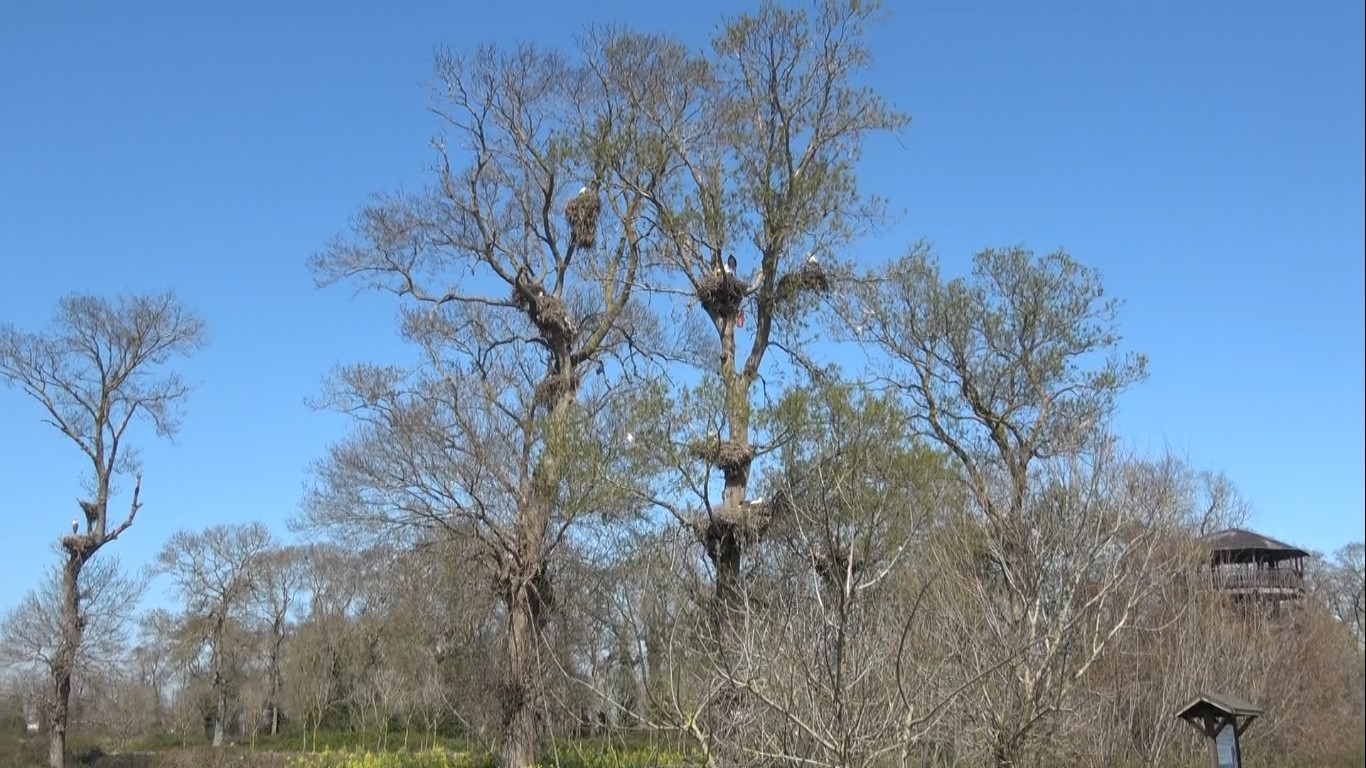 Leylek Ormanı şenlendi: Görenler hayran kaldı
