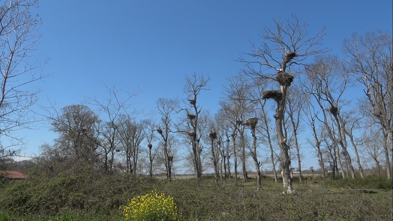 Leylek Ormanı şenlendi: Görenler hayran kaldı
