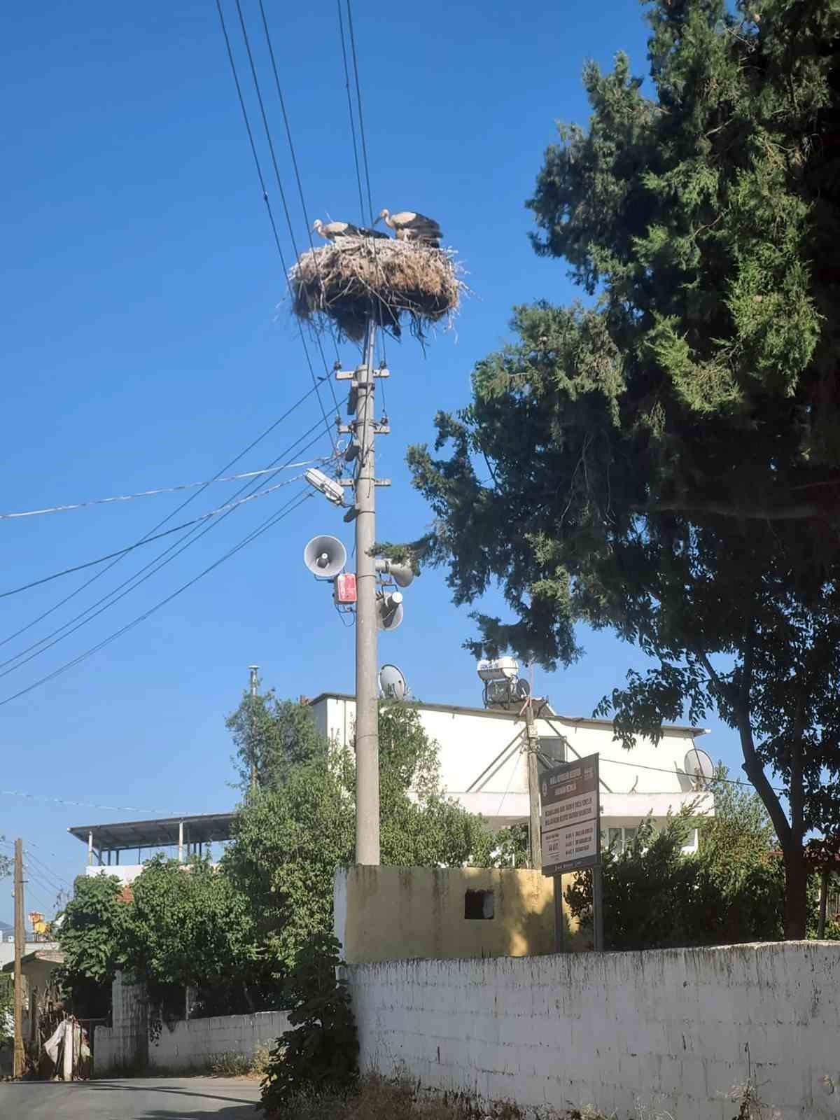 Leylekler için güvenli yuva
