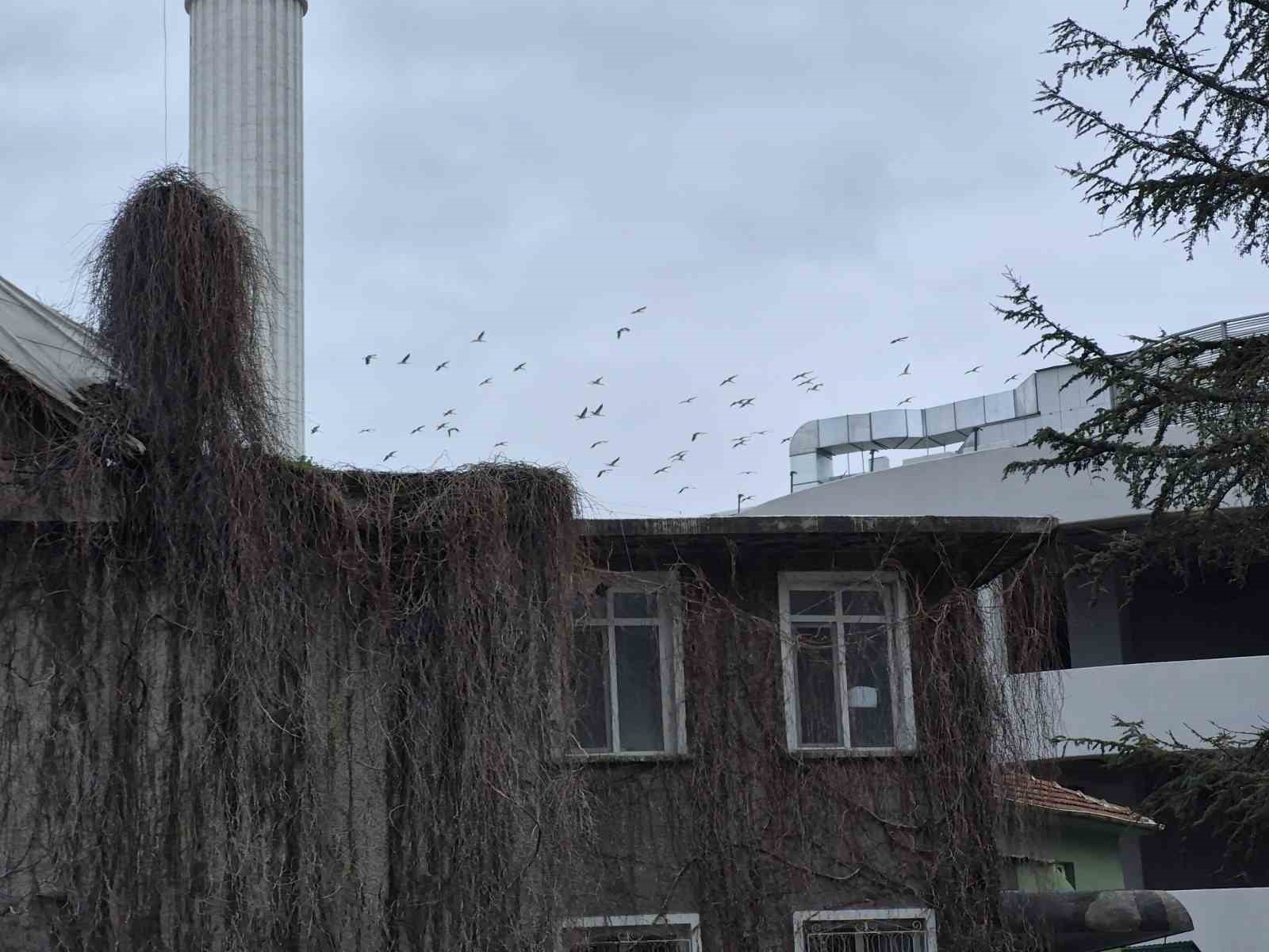 Leyleklerin gökyüzündeki dansı görsel şölen oluşturdu
