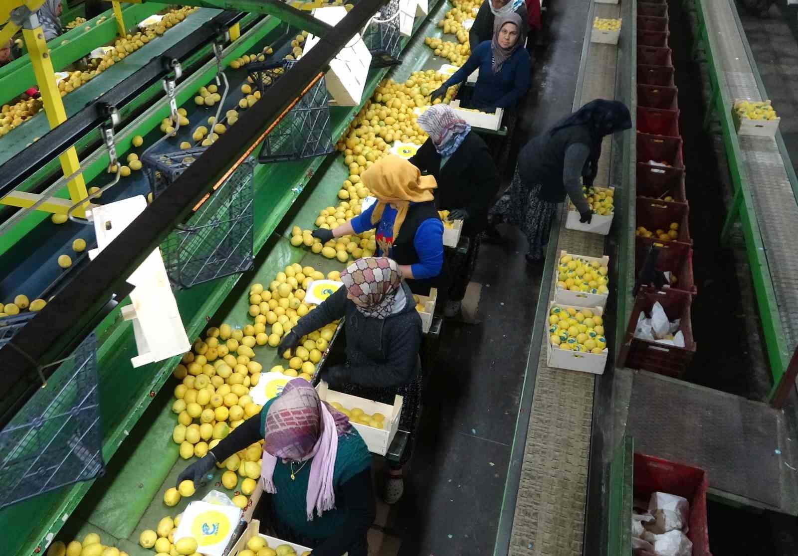 Limonda hasat sonu: Kadınların yoğun mesaisi sürüyor
