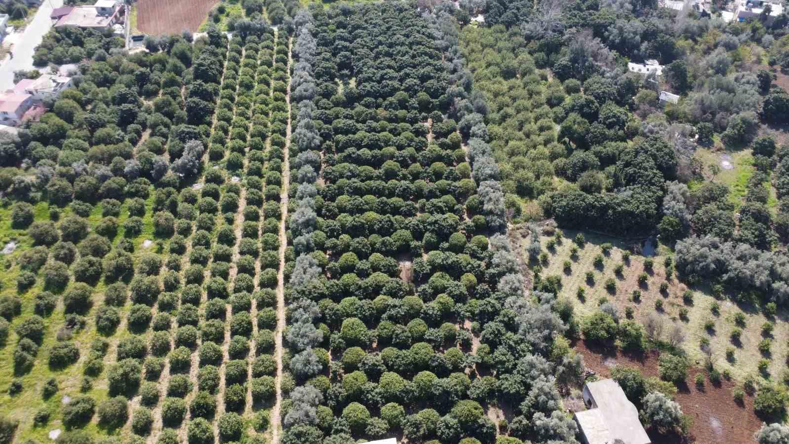 Limonda hasat sonu: Kadınların yoğun mesaisi sürüyor
