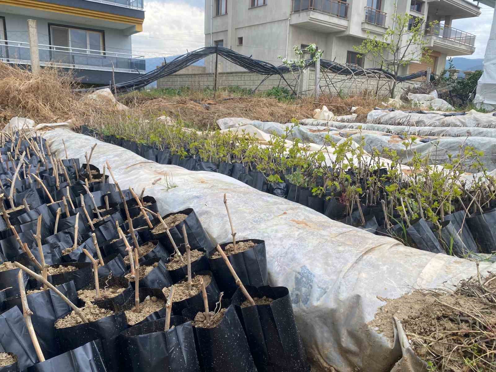 Liselilerden bölge tarımına büyük katkı
Liselilerden bölge tarımına büyük katkı