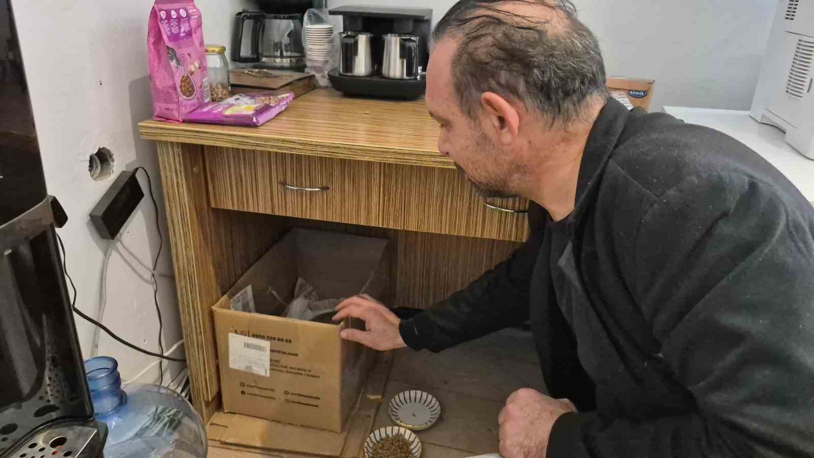 Lisenin maskot kedisi, yavrularını okula emanet etti
