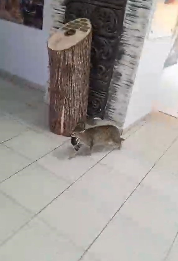 Lisenin maskot kedisi, yavrularını okula emanet etti
