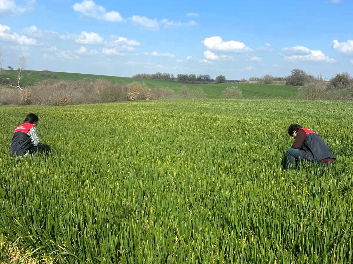 Lüleburgaz ve Pehlivanköy’de hububat tarlaları mercek altında
