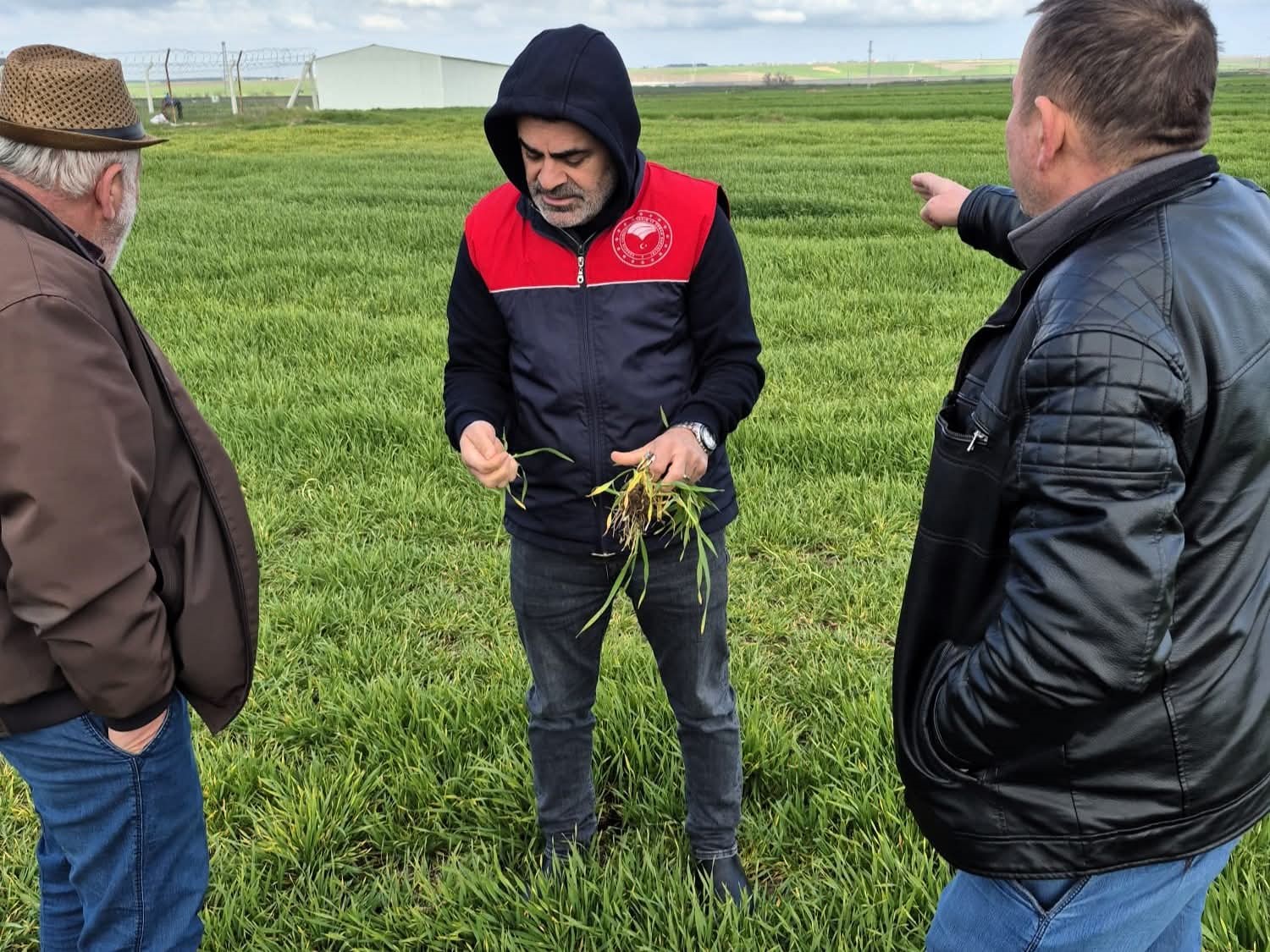 Lüleburgaz ve Pehlivanköy’de hububat tarlaları mercek altında
