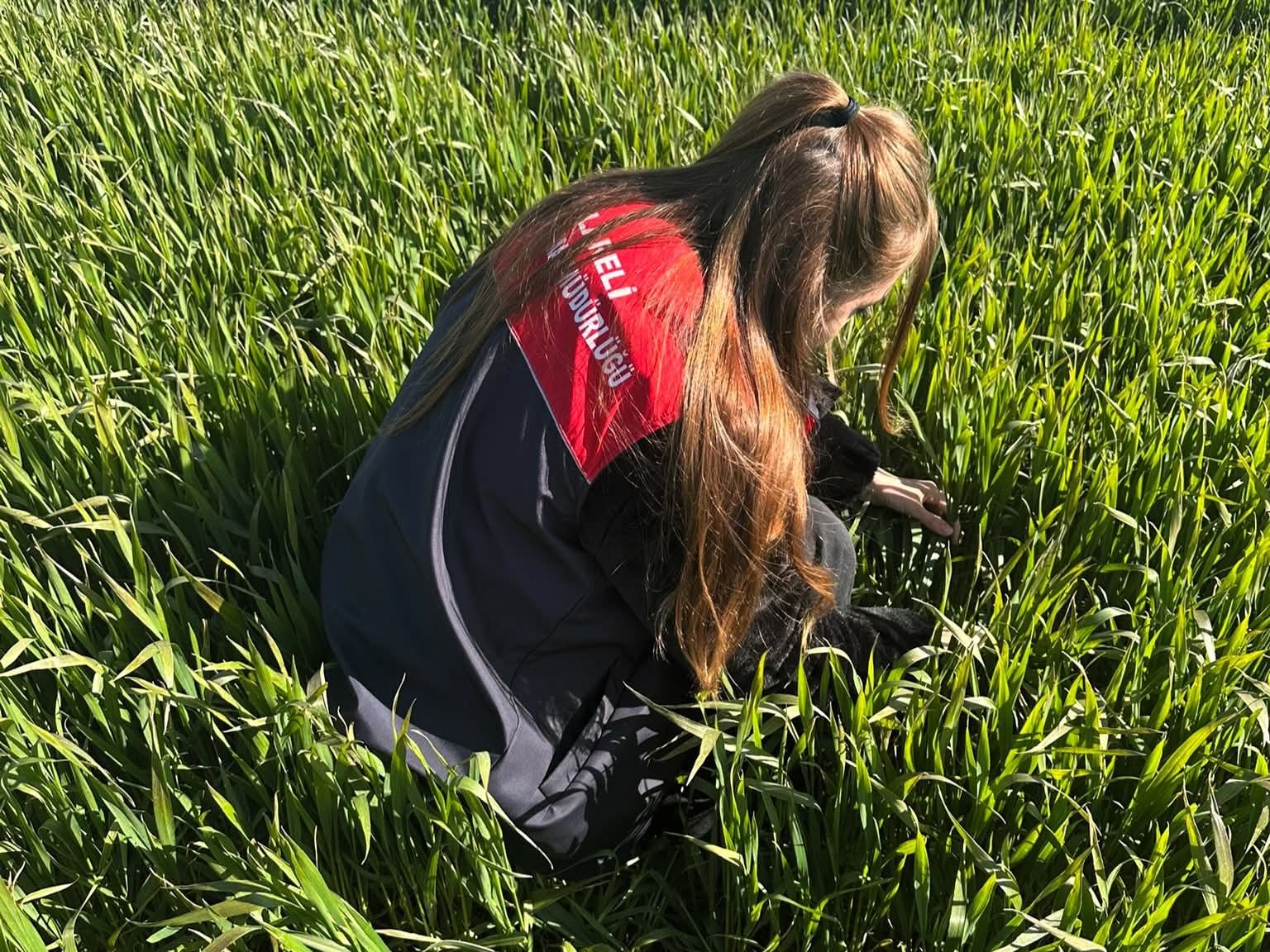 Lüleburgaz ve Pehlivanköy’de hububat tarlaları mercek altında
