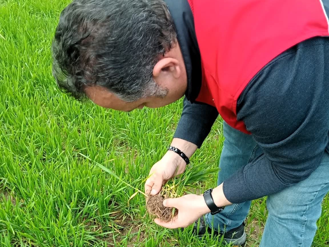 Lüleburgaz’da kanola ve buğday ekili alanlarda teknik kontroller yapıldı
