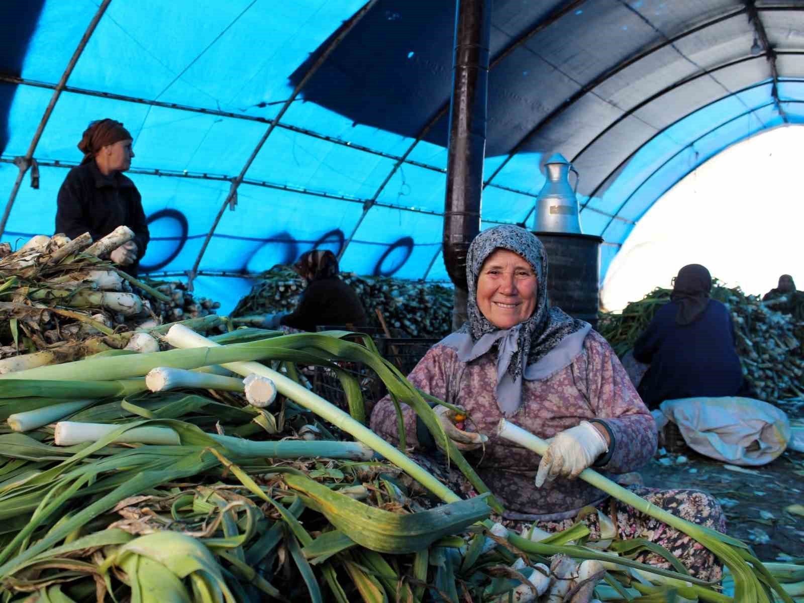 Lüleburgaz’da pırasa hasadı
