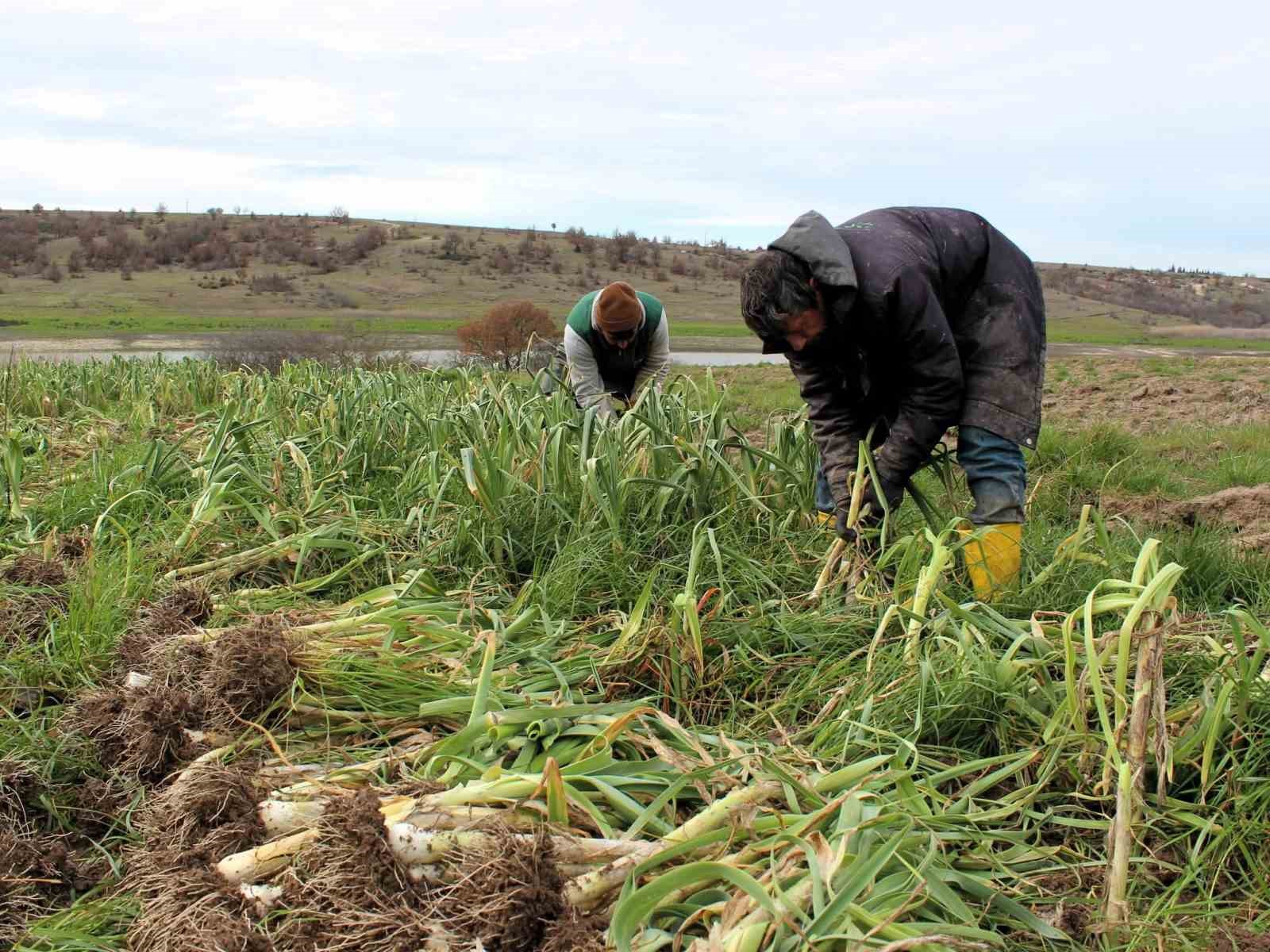 Lüleburgaz’da pırasa hasadı

