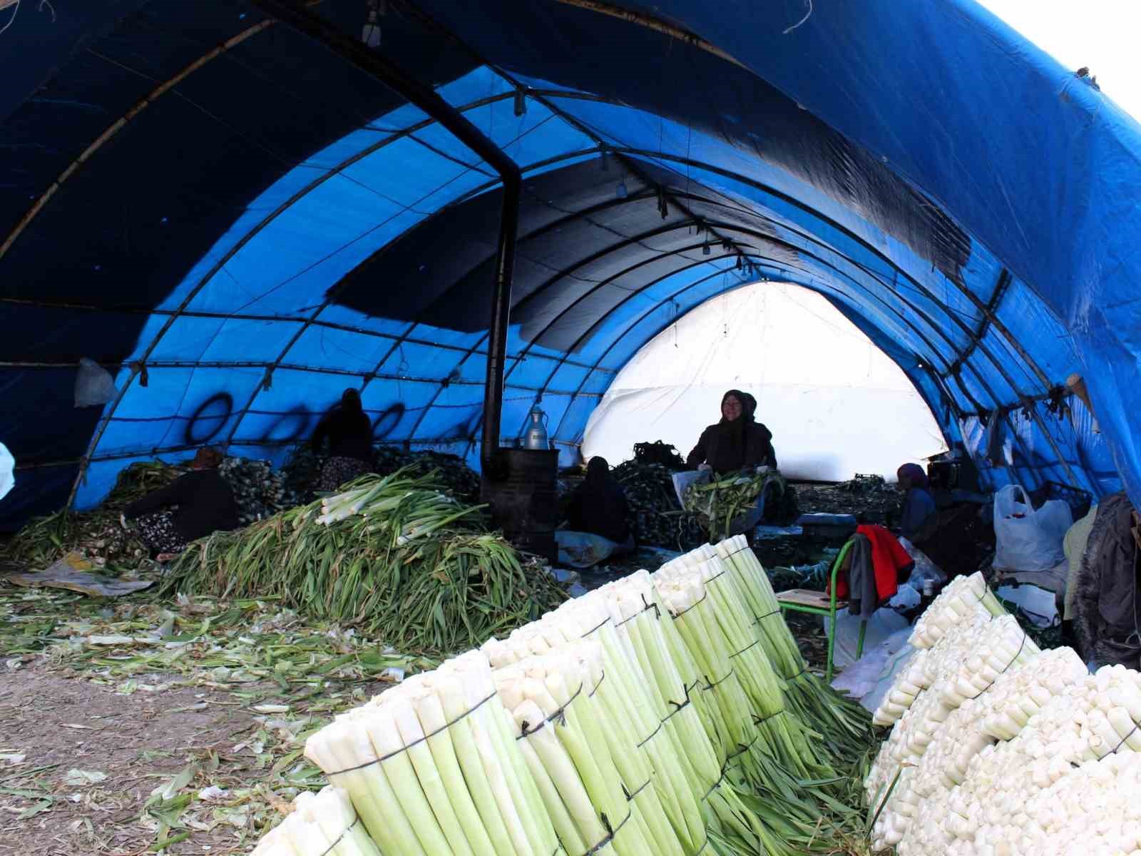 Lüleburgaz’da pırasa hasadı
